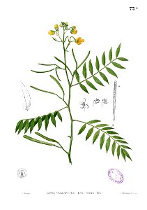 Senna occidentalis Blanco1.73b