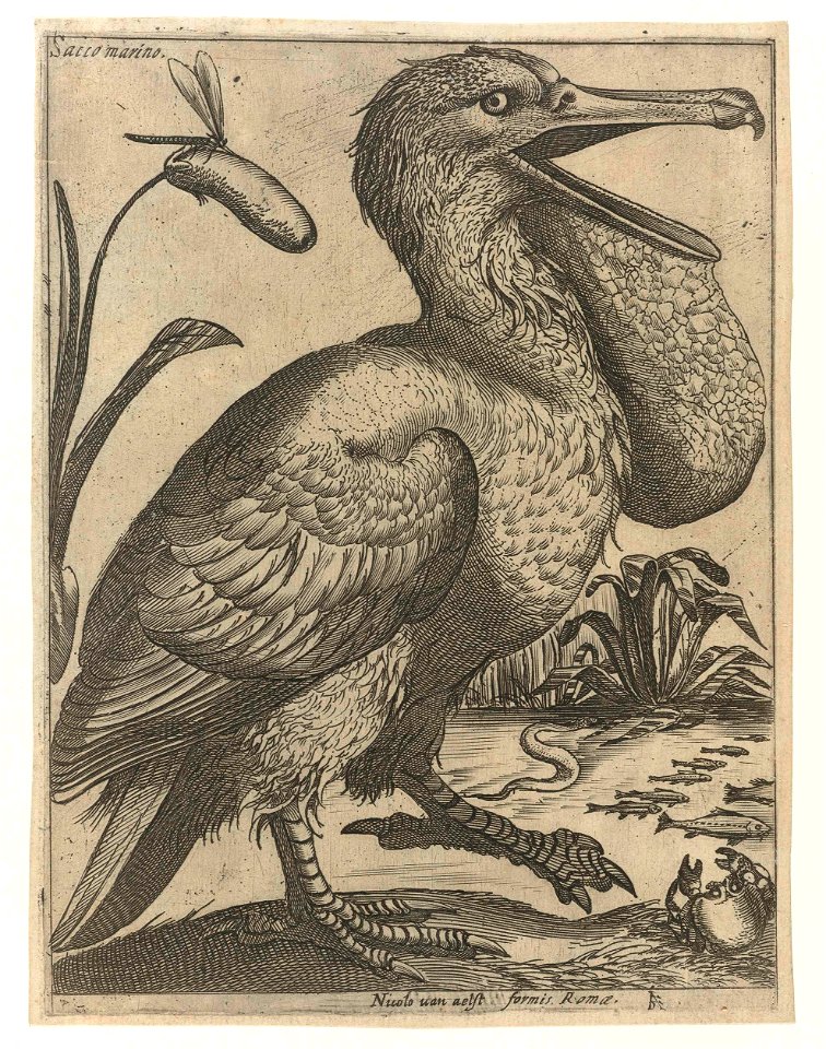 Serie van 9 vogels- Sacco Marino