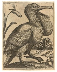 Serie van 9 vogels- Sacco Marino