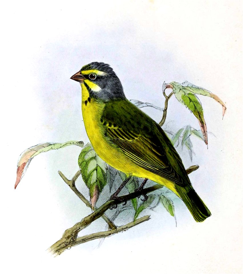 Serinus butyracea 1876