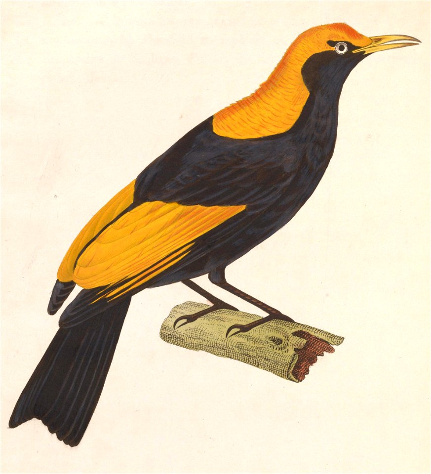 Sericulus chrysocephalus 1838