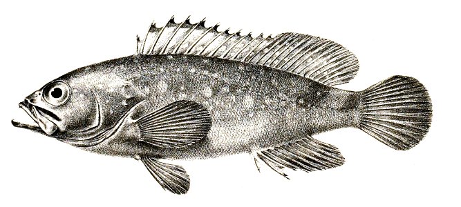 Serranus tumilabris Ford 3. Free illustration for personal and commercial use.