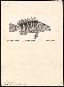 Serranus scriba - 1809-1845 - Print - Iconographia Zoologica - Special Collections University of Amsterdam - UBA01 IZ12900158