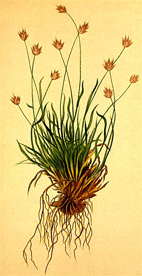 Sesleria ovata Atlas Alpenflora