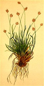 Sesleria ovata Atlas Alpenflora
