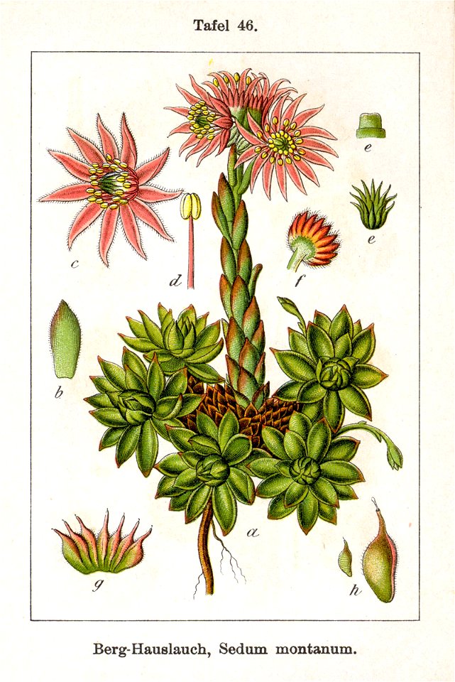 Sempervivum montanum Sturm46