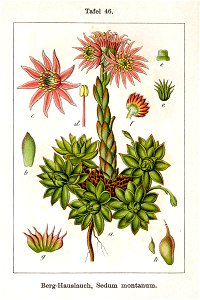 Sempervivum montanum Sturm46