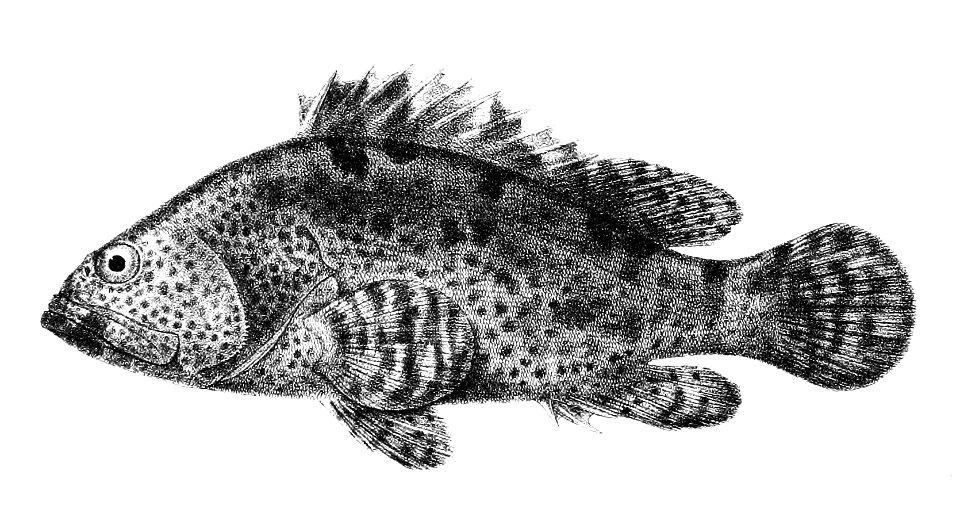 Serranus fuscoguttatus Ford 5