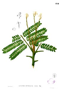 Serianthes grandiflora Blanco2.454