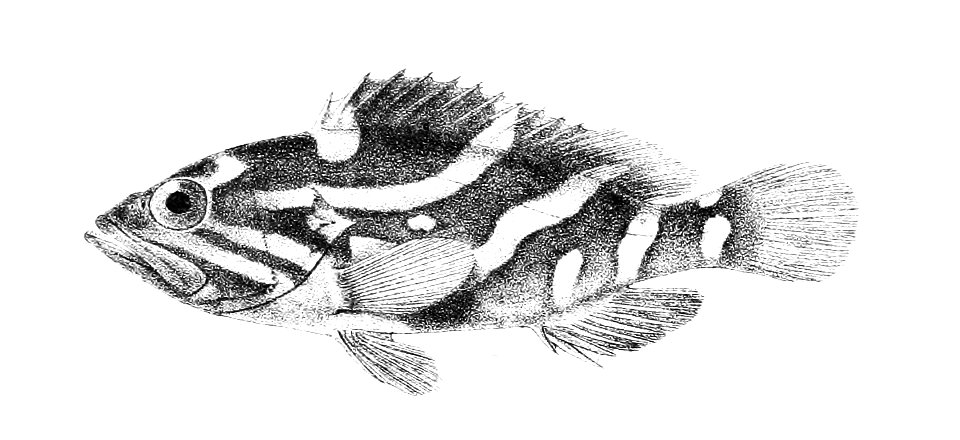 Serranus morrhua Ford 5