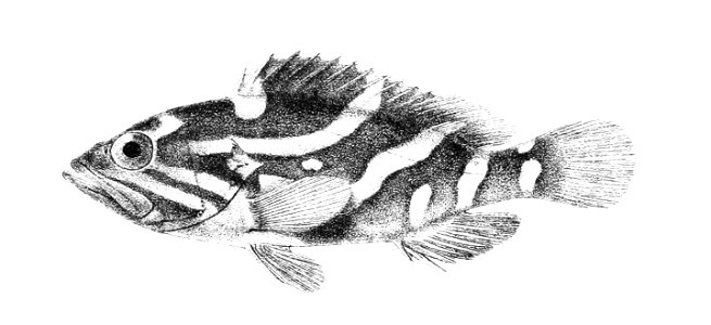 Serranus morrhua Ford 5. Free illustration for personal and commercial use.