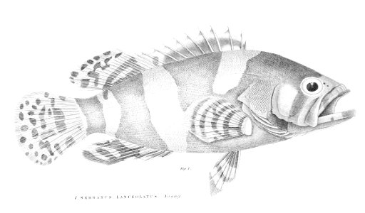 SerranusLanceolatusDay1