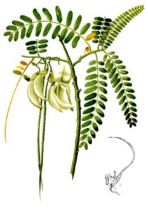 Sesbania grandiflora Blanco2.291-cropped