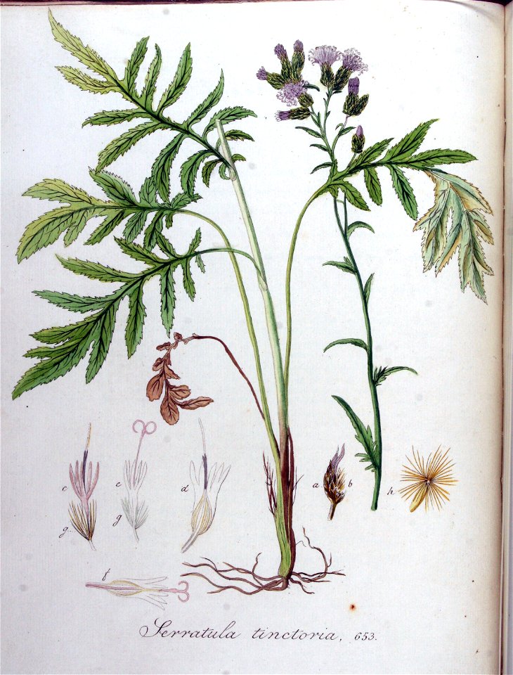Serratula tinctoria — Flora Batava — Volume v9. Free illustration for personal and commercial use.