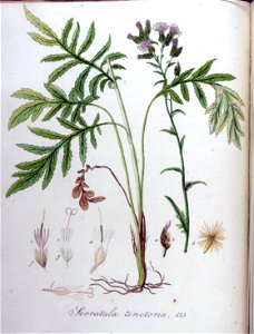 Serratula tinctoria — Flora Batava — Volume v9