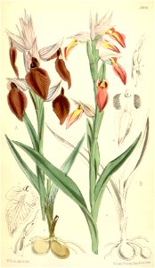 Serapias cordigera and Serapias lingua - Curtis' 96 (Ser. 3 no. 26) pl. 5868 (1870)