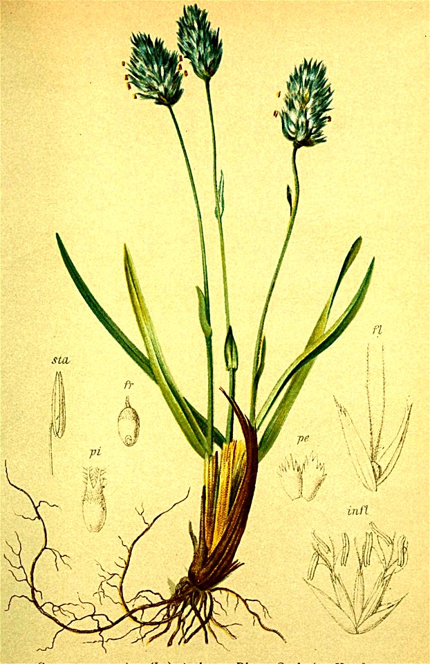 Sesleria coerulea Atlas Alpenflora