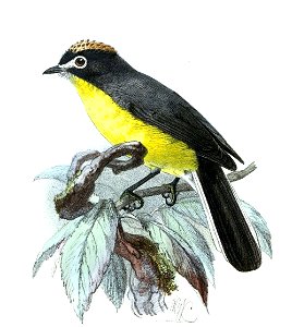 Setophaga albifrons Keulemans