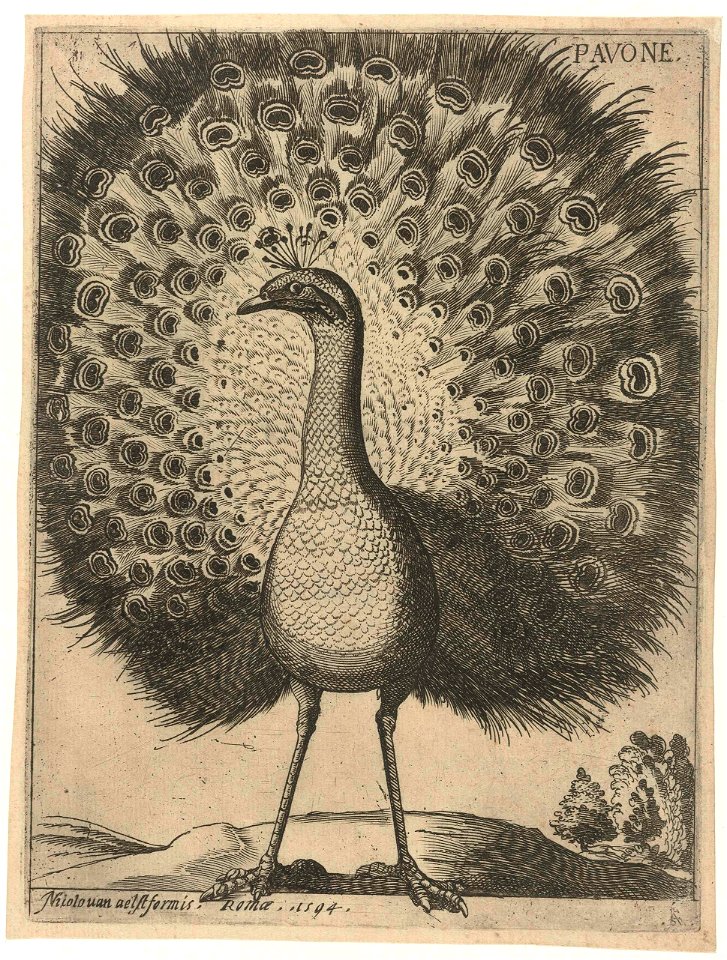 Serie van 9 vogels- Pavone