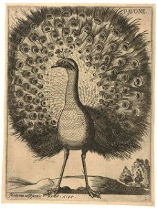 Serie van 9 vogels- Pavone