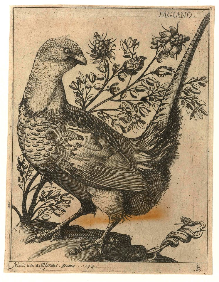 Serie van 9 vogels- Fagiano