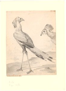 Serpentarius reptilivorus - 1710-1792 - Print - Iconographia Zoologica - Special Collections University of Amsterdam - UBA01 IZA1000730