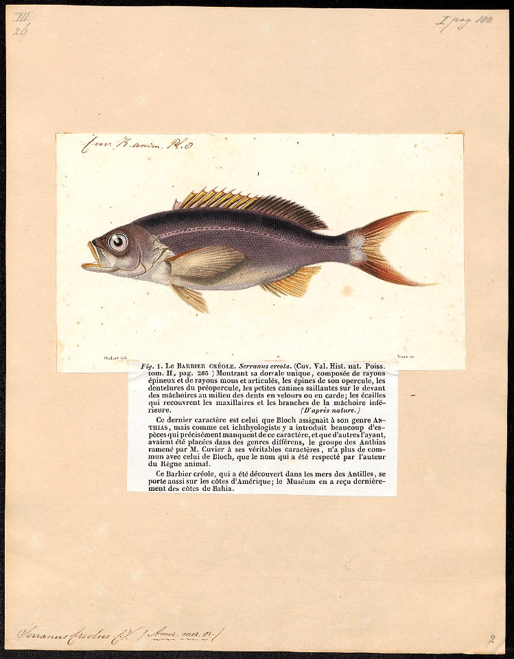 Serranus creolus - 1817-1841 - Print - Iconographia Zoologica - Special Collections University of Amsterdam - UBA01 IZ12900147