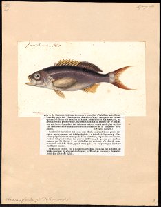 Serranus creolus - 1817-1841 - Print - Iconographia Zoologica - Special Collections University of Amsterdam - UBA01 IZ12900147