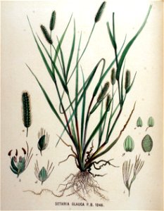 Setaria glauca — Flora Batava — Volume v16