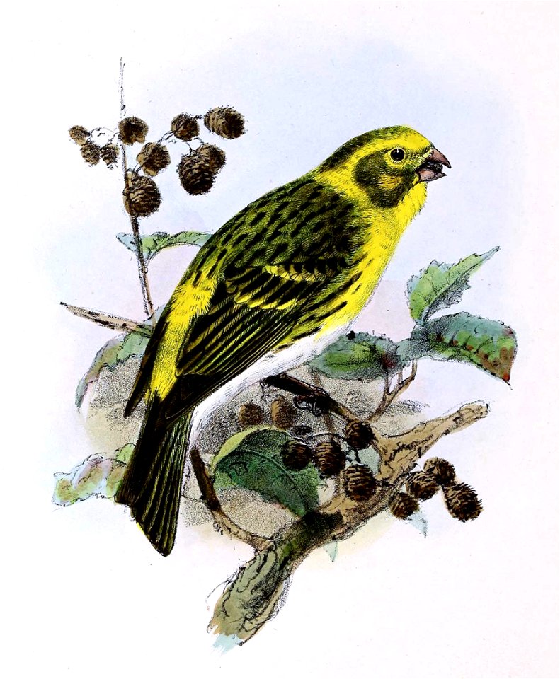 Serinus serinus 1876