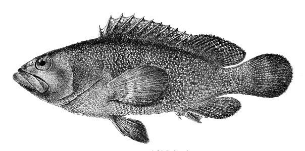 Serranus summana Ford 4. Free illustration for personal and commercial use.