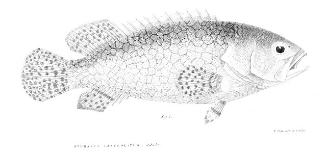 SerranusLanceolatusDay2