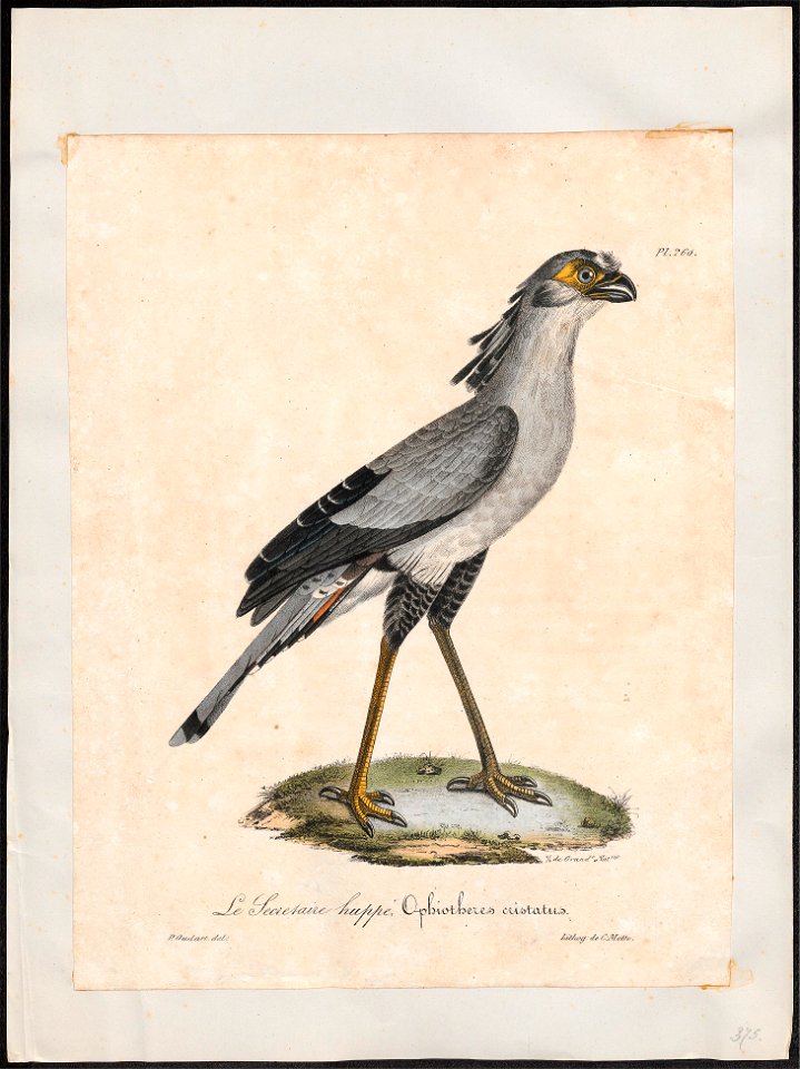 Serpentarius reptilivorus - 1825-1834 - Print - Iconographia Zoologica - Special Collections University of Amsterdam - UBA01 IZ18300241