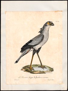 Serpentarius reptilivorus - 1825-1834 - Print - Iconographia Zoologica - Special Collections University of Amsterdam - UBA01 IZ18300241