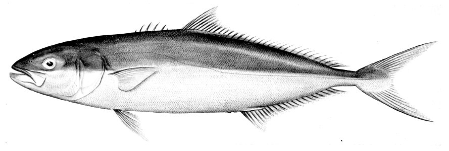 Seriola lalandi