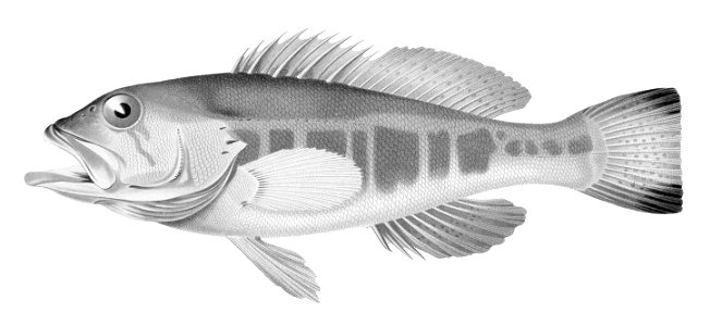 Serranus atricauda