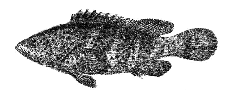 Serranus salmoides Ford 4. Free illustration for personal and commercial use.