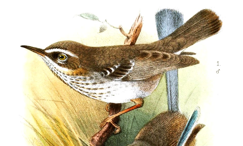 SericornisMalurusGronvold (cropped)
