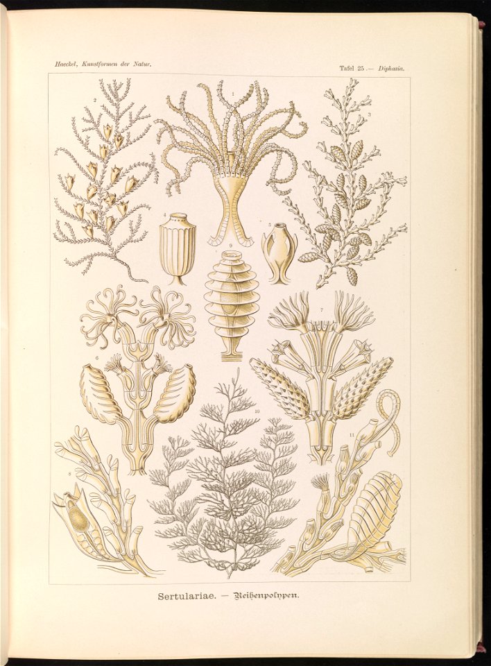 Sertulariae. - Reihenpolnpen LCCN2015648912