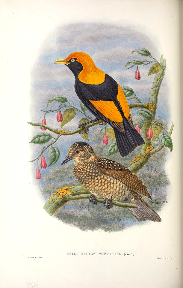 Sericulus melinus - Monograph of the Paradiseidae