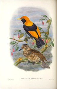Sericulus melinus - Monograph of the Paradiseidae