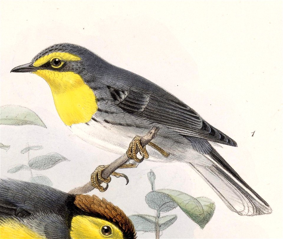 Setophaga graciae decora 1902