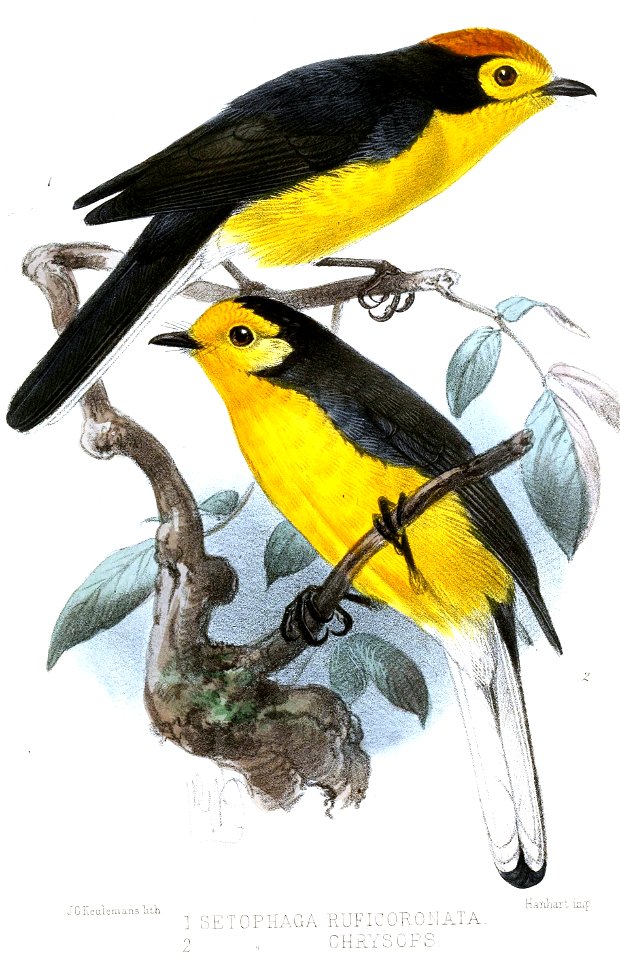 SetophagaKeulemans