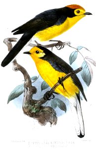 SetophagaKeulemans