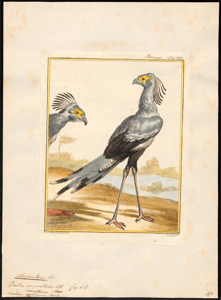 Serpentarius reptilivorus - 1810-1819 - Print - Iconographia Zoologica - Special Collections University of Amsterdam - UBA01 IZ18300243