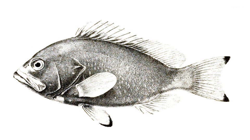 Serranus flavocaeruleus Ford 3