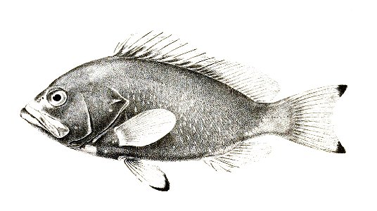 Serranus flavocaeruleus Ford 3. Free illustration for personal and commercial use.