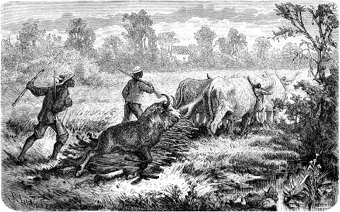 Seven Years in South Africa, page 155, return from the Gnu hunt