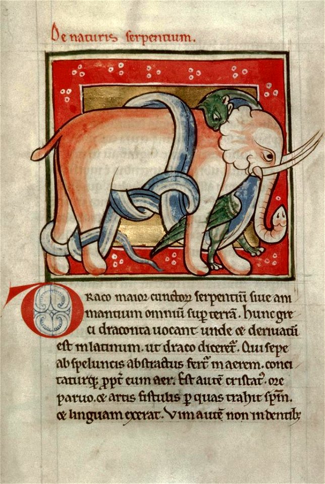 Serpent killing an elephant