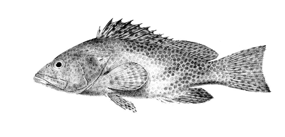 Serranus areolatus Ford 1